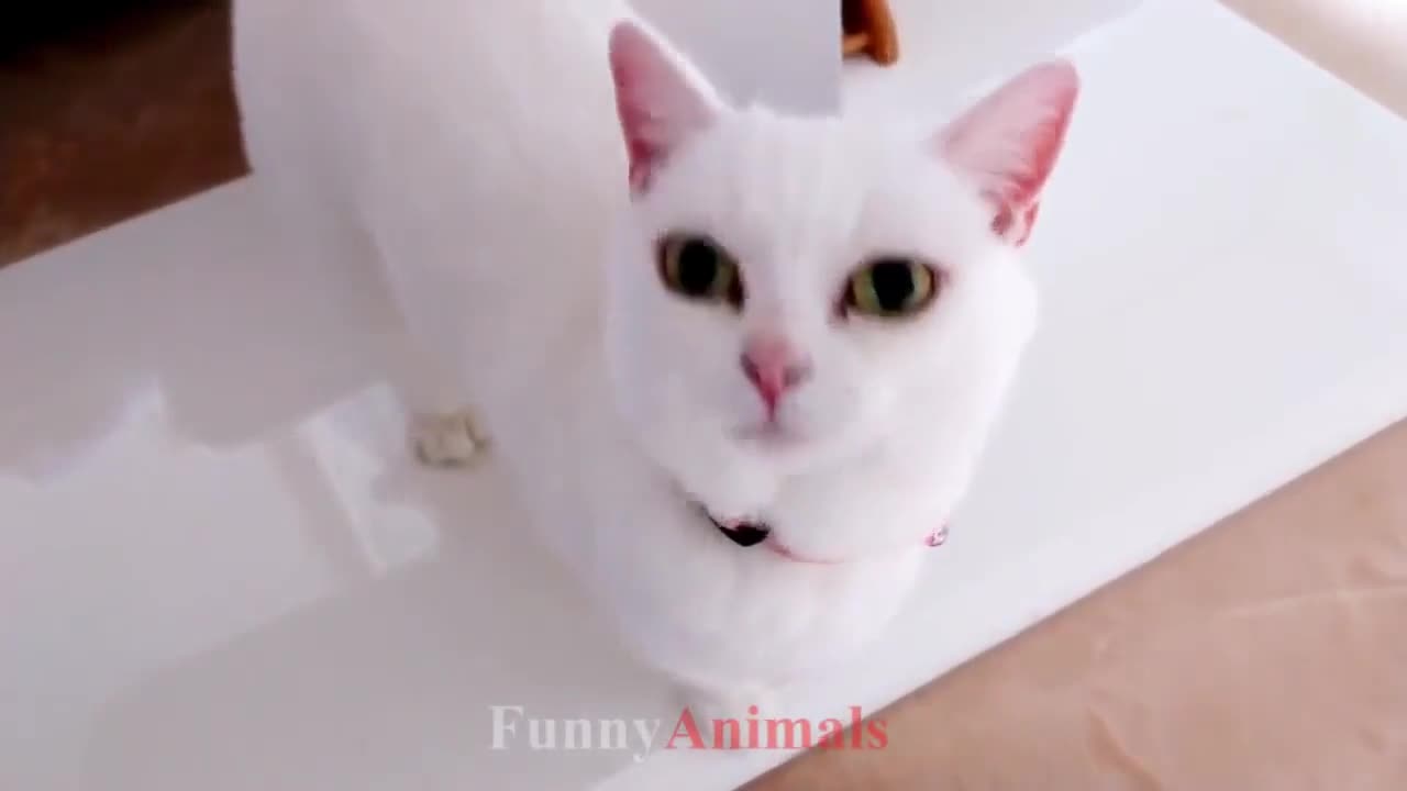 Lovely little white cat