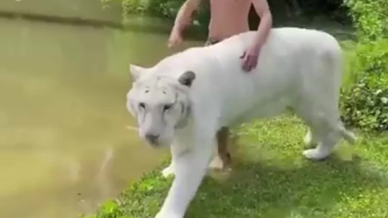 Funny animal video of the year