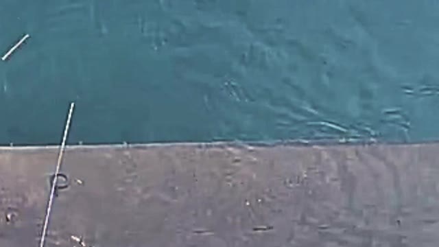 A fisherman successful tricks to trap a 100 kilogram fish with a small fishing equipment.