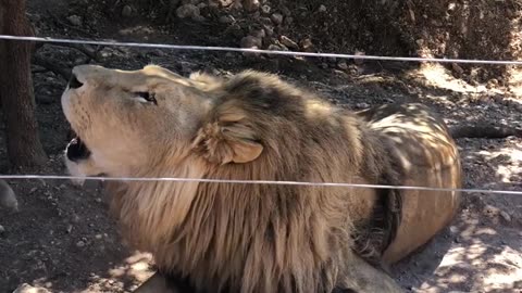 Discovering the Amazing World of Animals: A Nature Documentary
