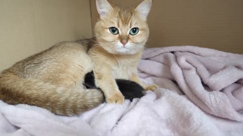 The kindness of the kitten makes me cry
