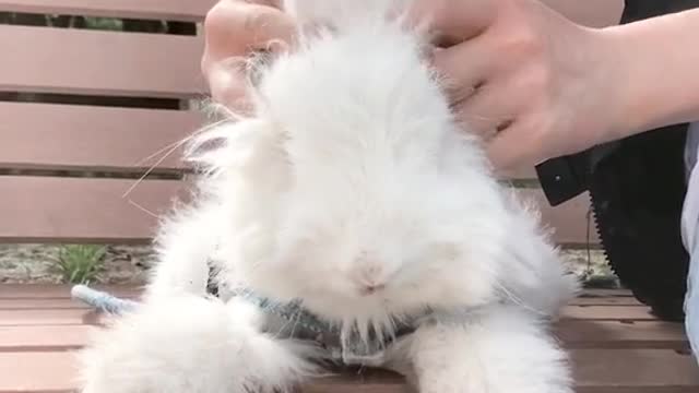 A giant rabbit called Angora