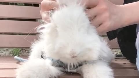 A giant rabbit called Angora