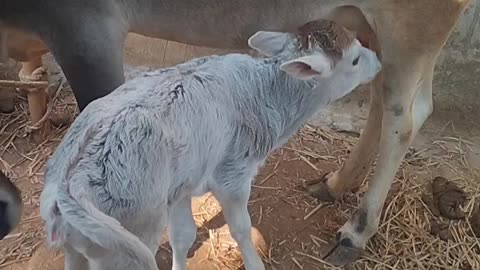 A Little Baby Playing with little caw