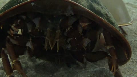 Horseshoe Crab