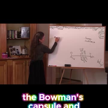 Kidney's are the best organ in your body