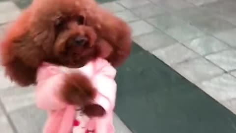 Little Cute