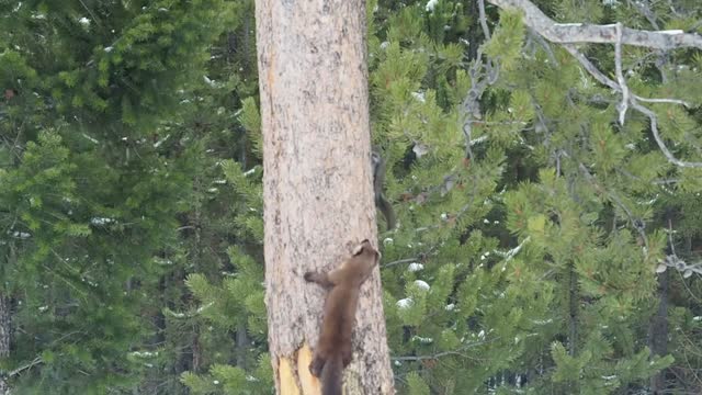 Pine Marten Chases Red Squirrel