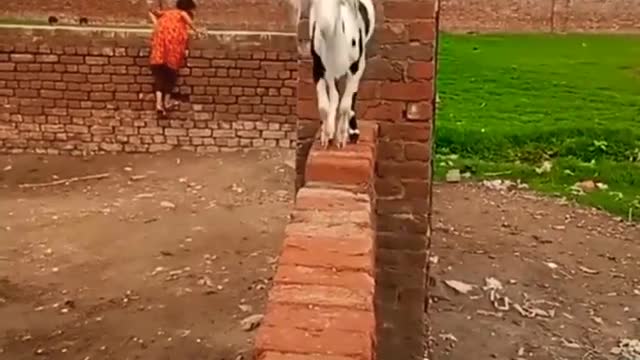 Amazing goat