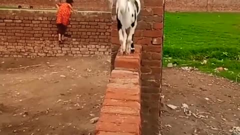 Amazing goat