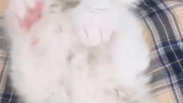 Sleepy kitten moving like paws when petted on belly