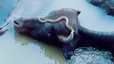 How do snakes attack