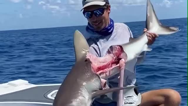Shark’s kill Shark for eating a Fish 🤯