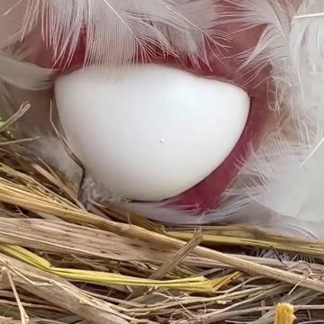 Chicken laying egg