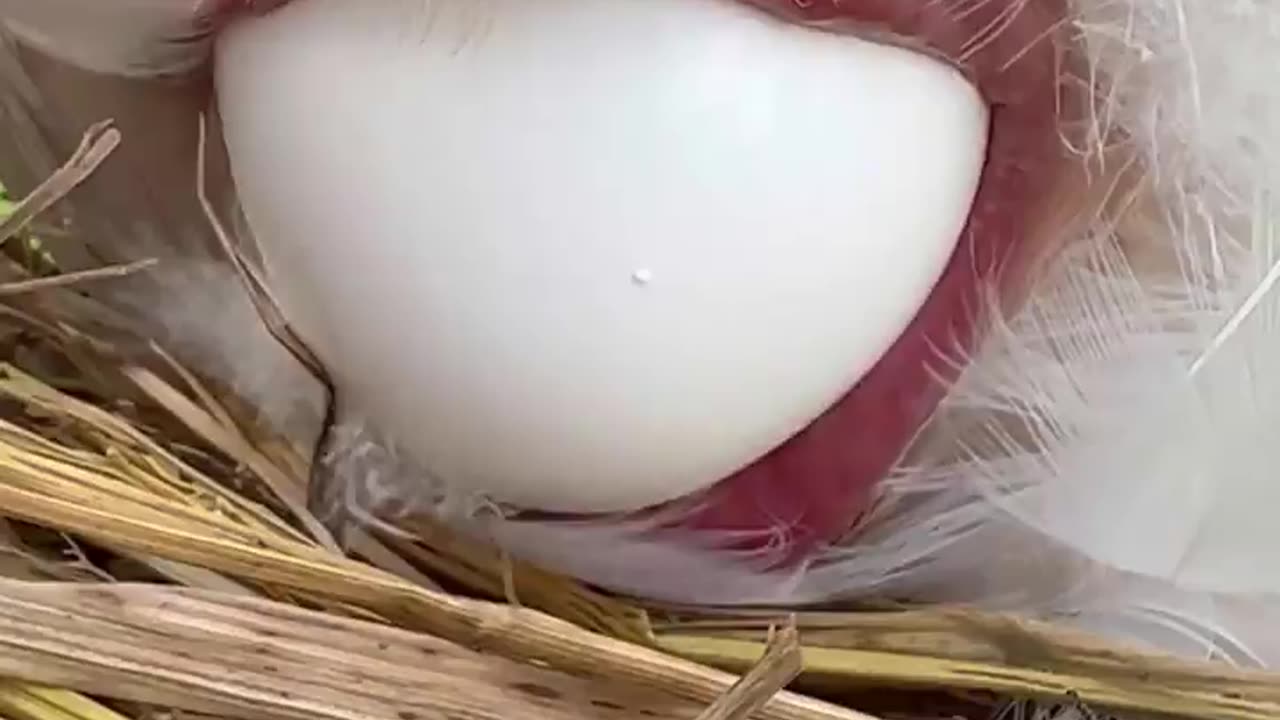 Chicken laying egg