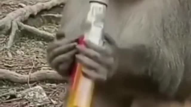 Funny monkey