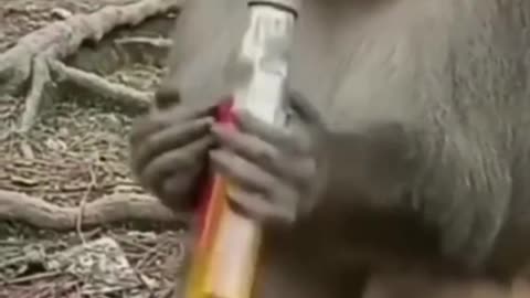 Funny monkey