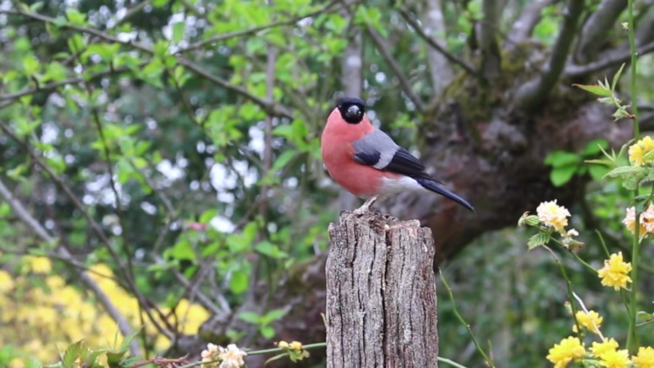 Bullfinch Finch Bird Male