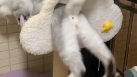 1 minutes of Cats Doing Funny things