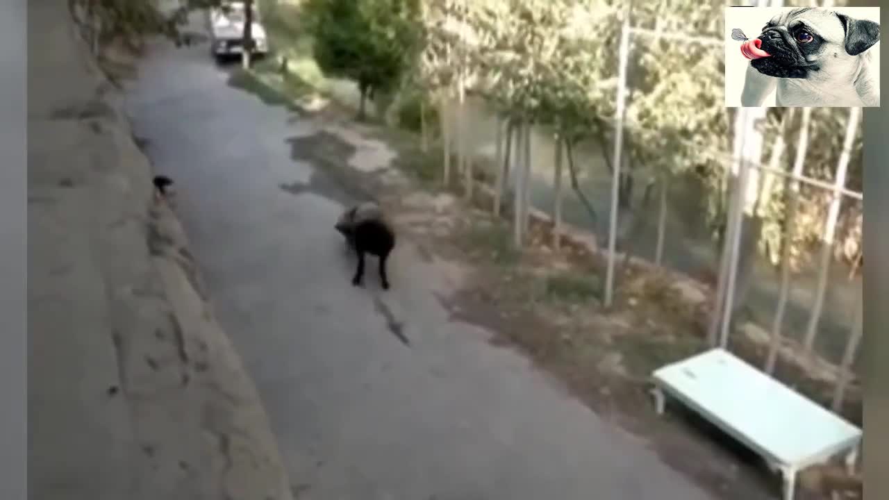 Funny Sheep Attacking People Compilation