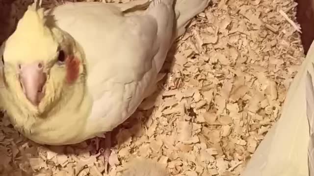 Albino cockatiel birds with their offspring in my home