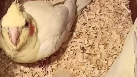 Albino cockatiel birds with their offspring in my home