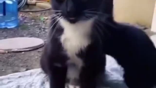 Funny animals and funny cats
