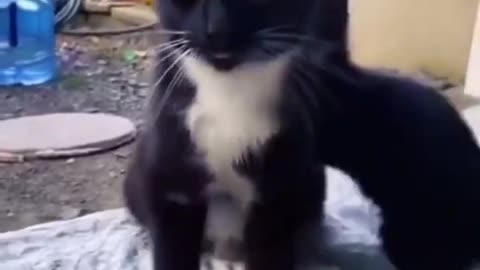 Funny animals and funny cats