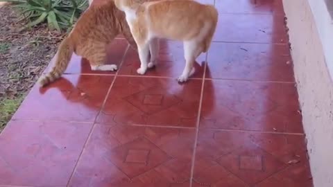 Cat Fight