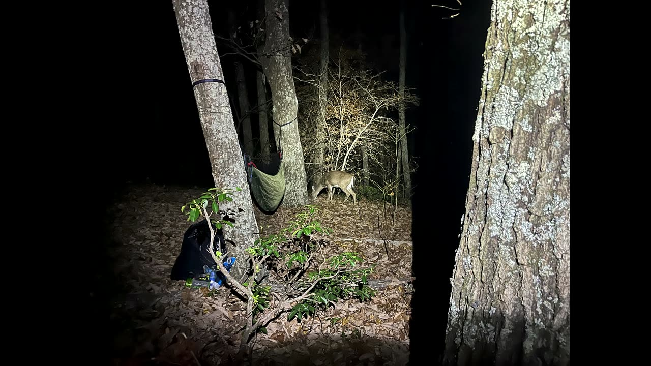 Deer sneaks up at camp!