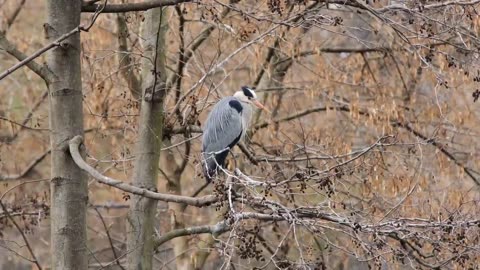 8K Birds - The Most Beautiful Birds in The World in 8K ULTRA HD - Relaxing nature music ( 8K TV )