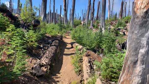 Central Oregon - Mount Jefferson Wilderness - Miniature Christmas Tree Farm Section