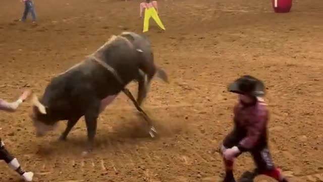 Dad shields Son from Bull