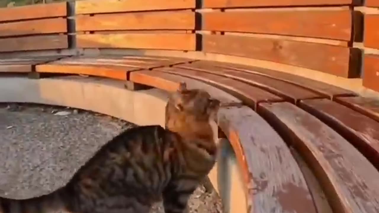 FUNNY 😂 CATS😺_DOGS🐶 and other cute🥰 animals funniest 😂animals video