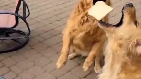 The BEST of 2022 funny cat and dog videos - Funny Videos 🤣🤣🤣