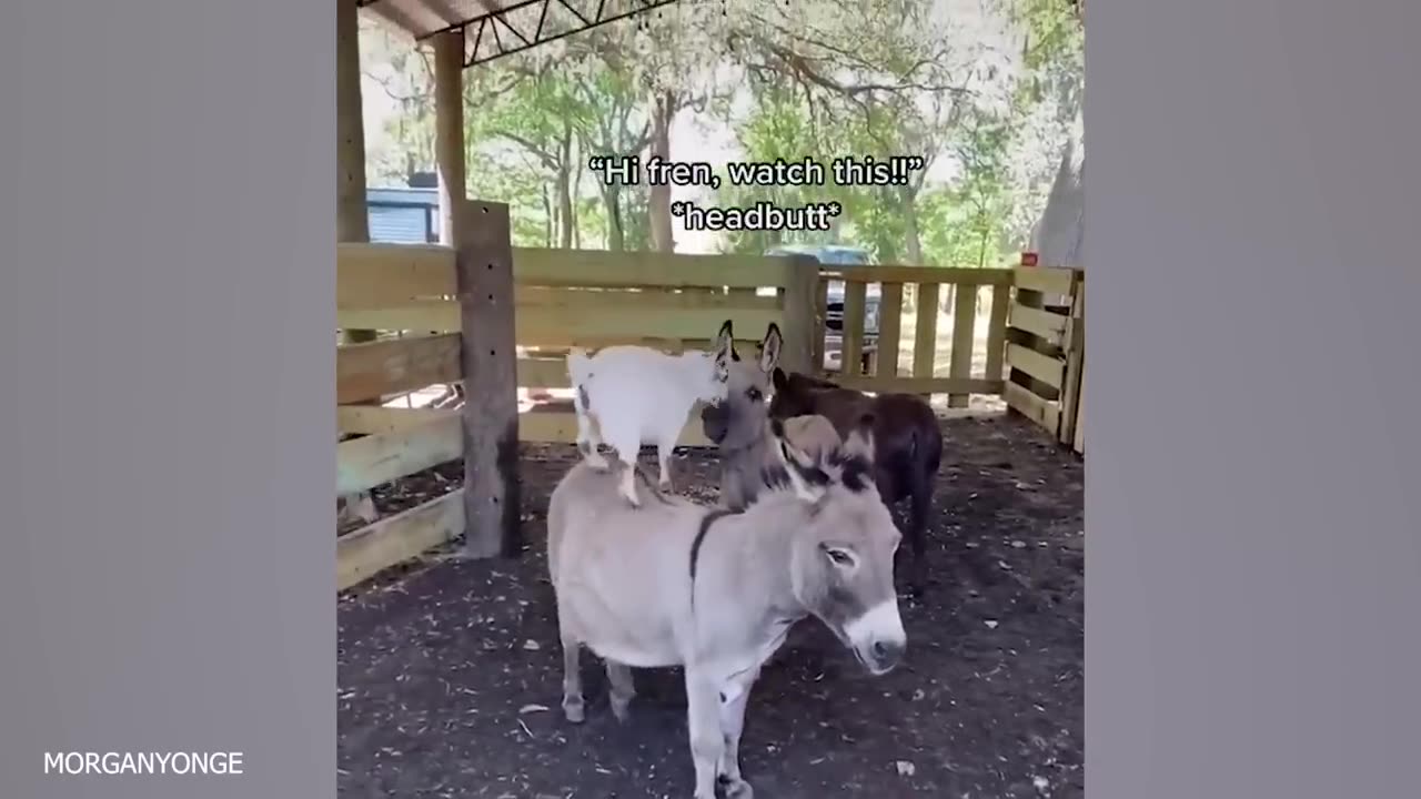 funny animals video