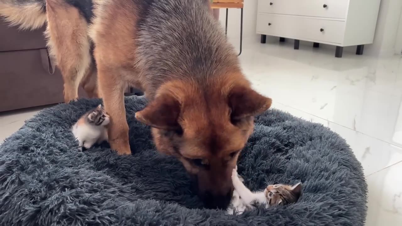 German_Shepherd_Shocked_by_Tiny_Kittens_occupying_dog_bed!(720p)