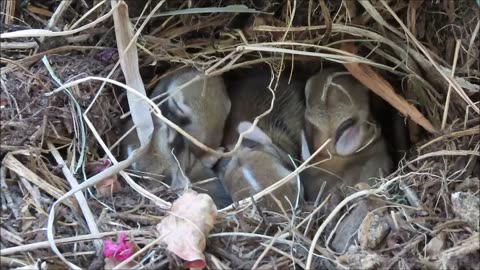 Sleeping Bunnies in Nest