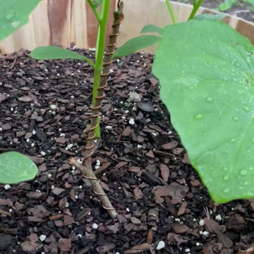 "Electro"Garden Update