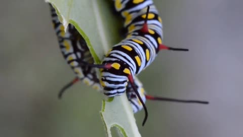 1i 2i 3i 4i 🐛🐛 caterpillar insects eating video #shortvideo #nature #viral