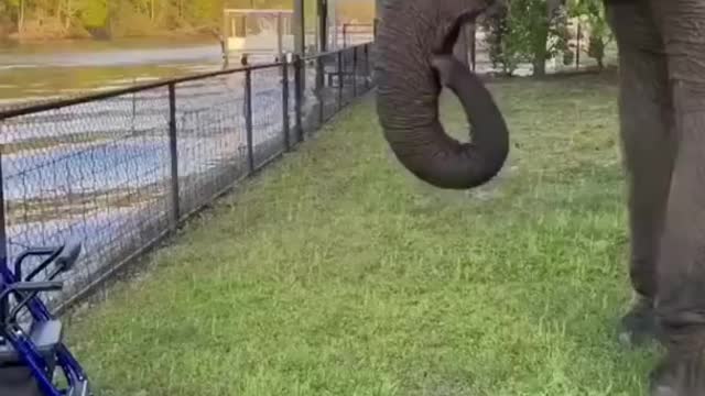 Funny animals videos