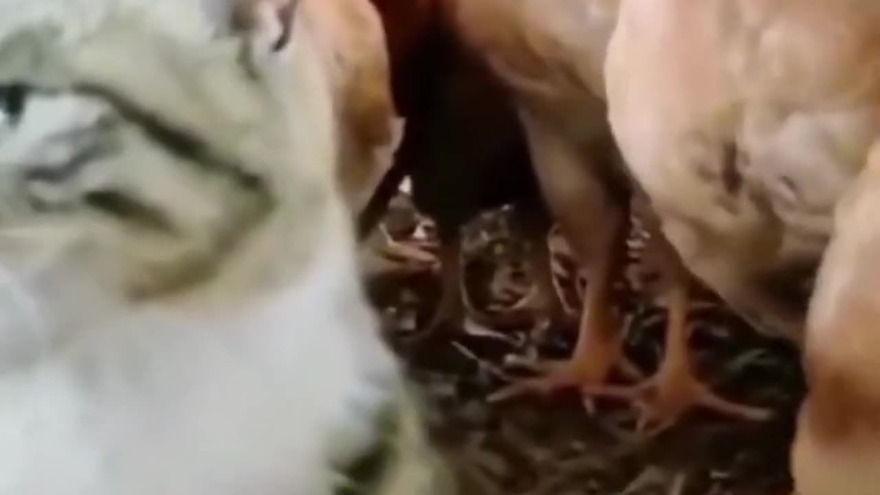 funniest animals.No laughing challenge