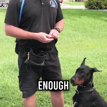 Why Is This Doberman’s Ear So Floppy?