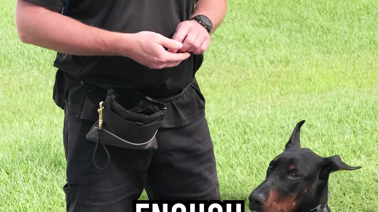 Why Is This Doberman’s Ear So Floppy?