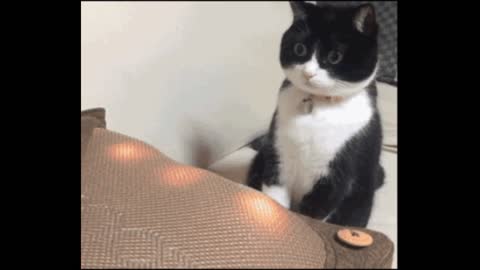 Gif video of amazed cat