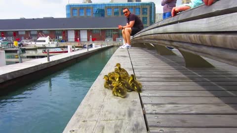 Duck drop on Queens Quay Toronto Canada