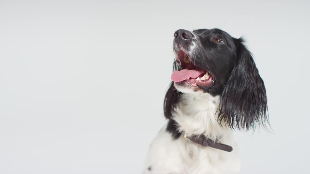 Mid Shot of Dog Panting then Given a Bone