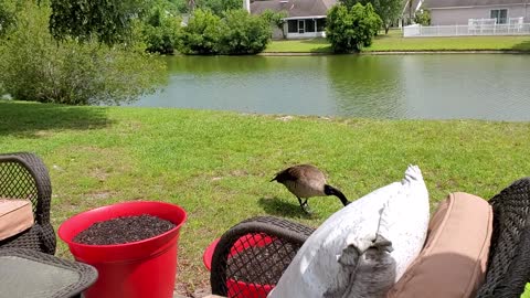 Relaxing on the patio, then the ducks come up.