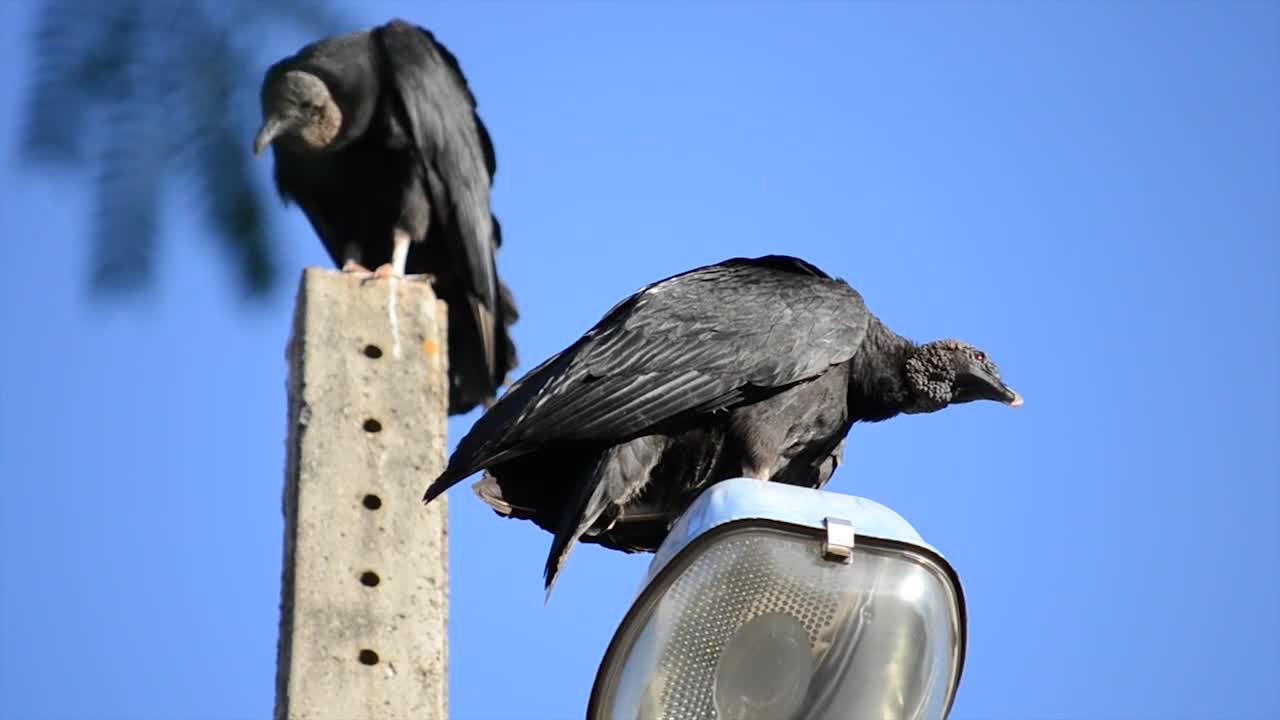 Buzzards Vulture Bird Butcher Brazil Fauna Nature