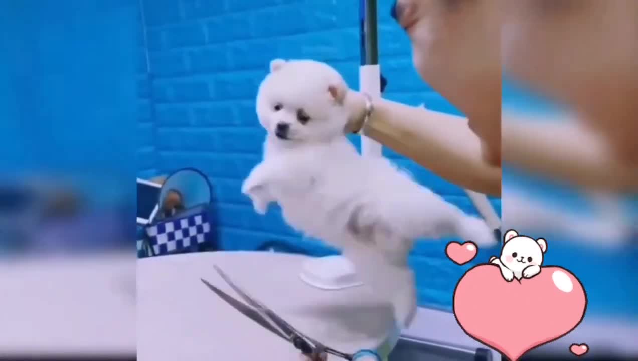 FUNNY DOG- Try not to laugh #shorts